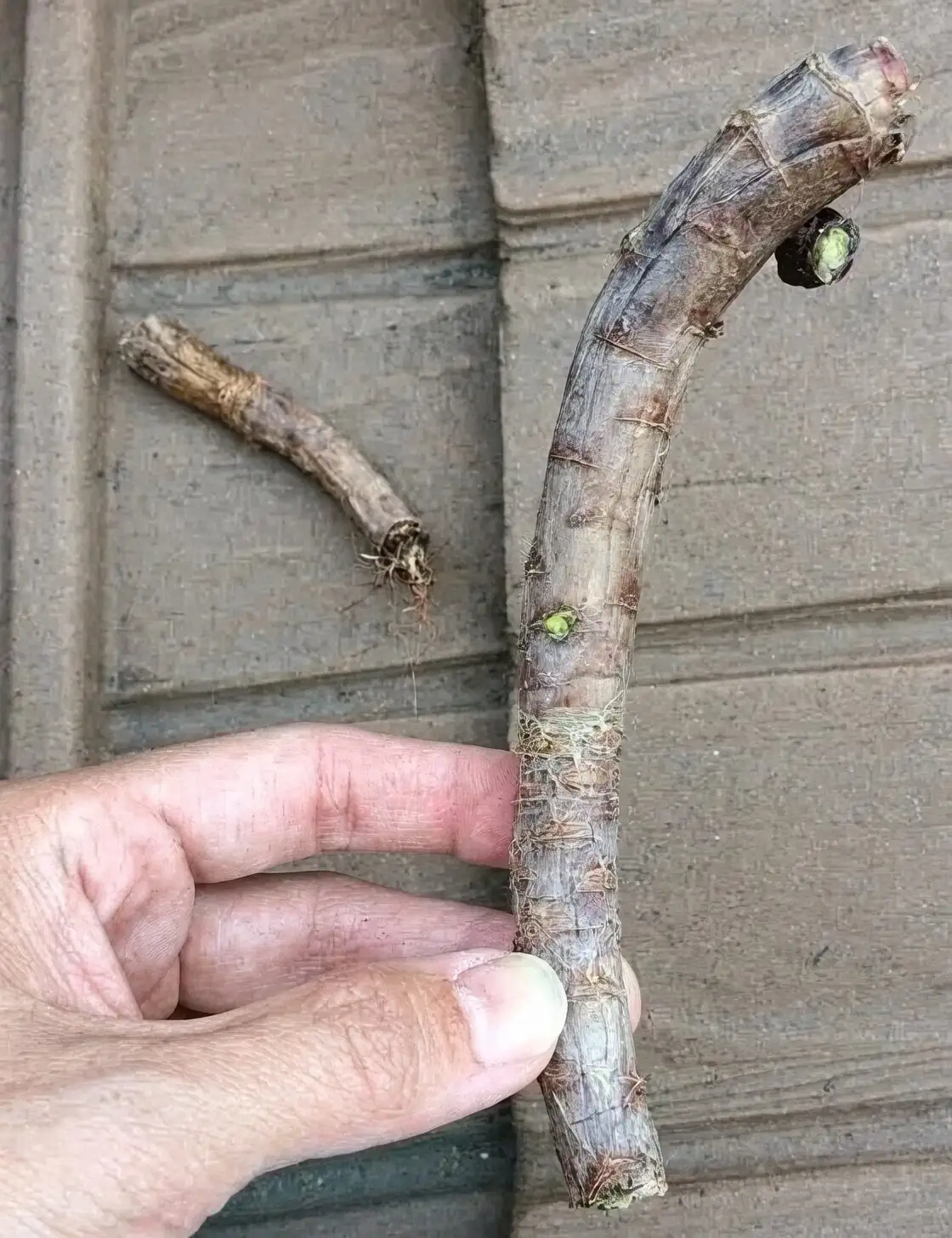 aeonium zwartkop stem cutting propagation