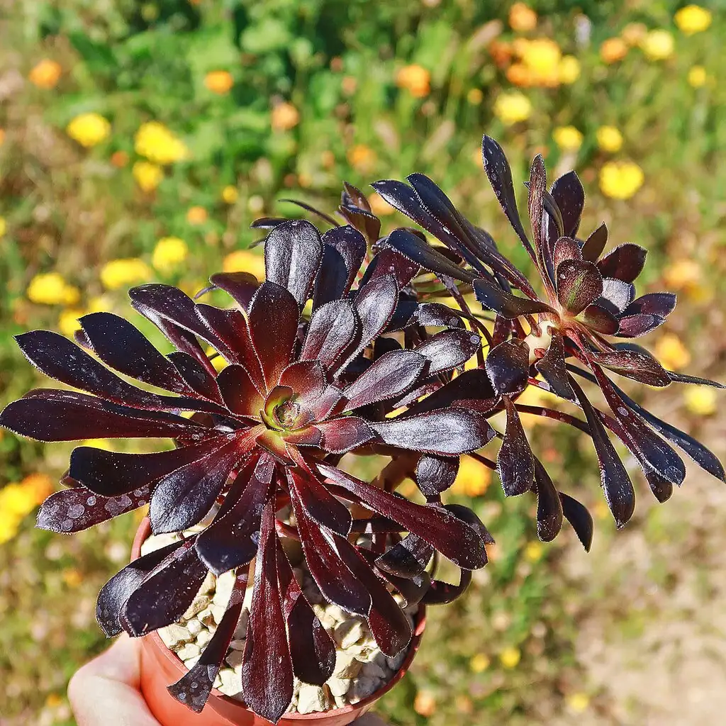 aeonium zwartkop root pruning