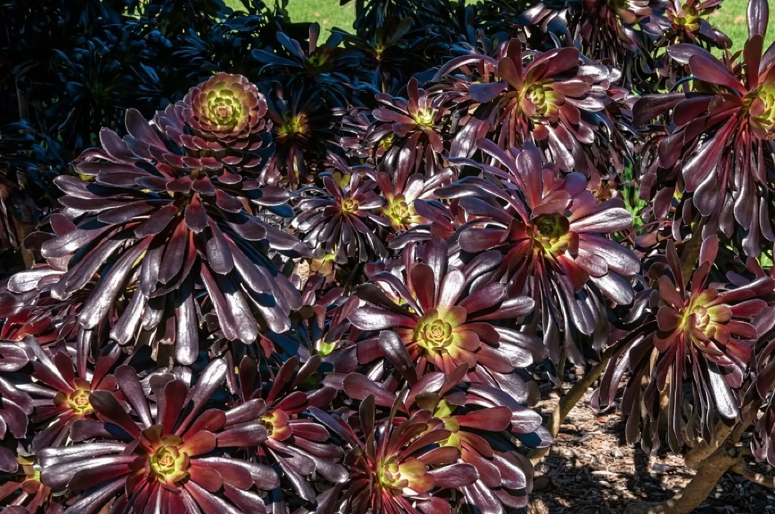 aeonium zwartkop sunburn leaves