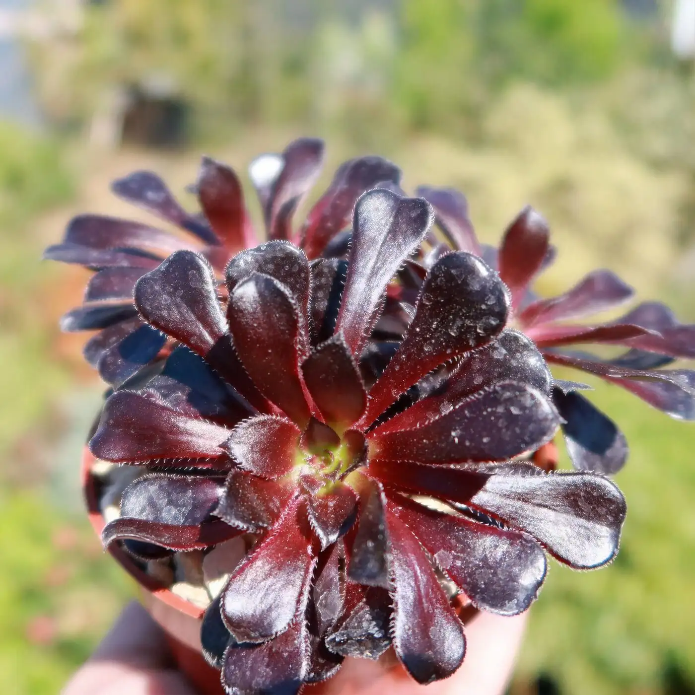 black aeonium sunlight leaves