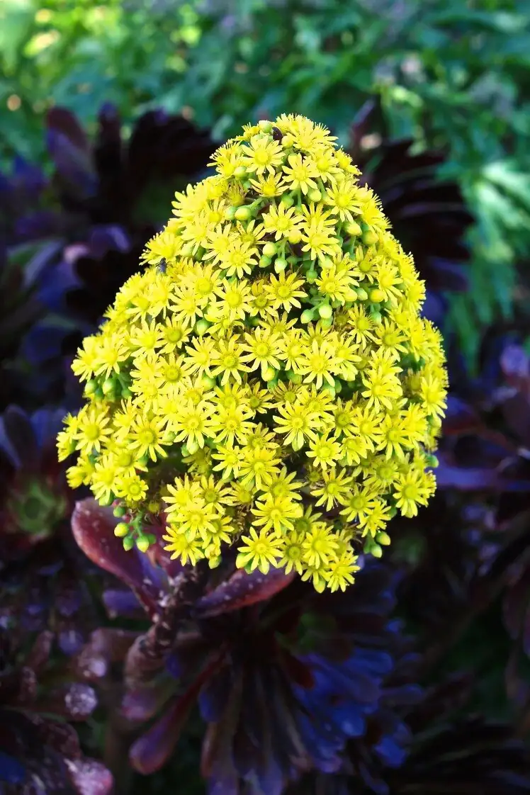 aeonium zwartkop yellow flowers