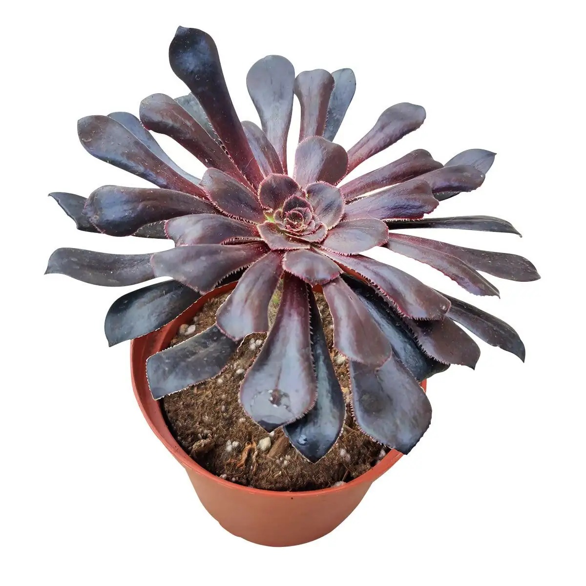 black aeonium living room decor