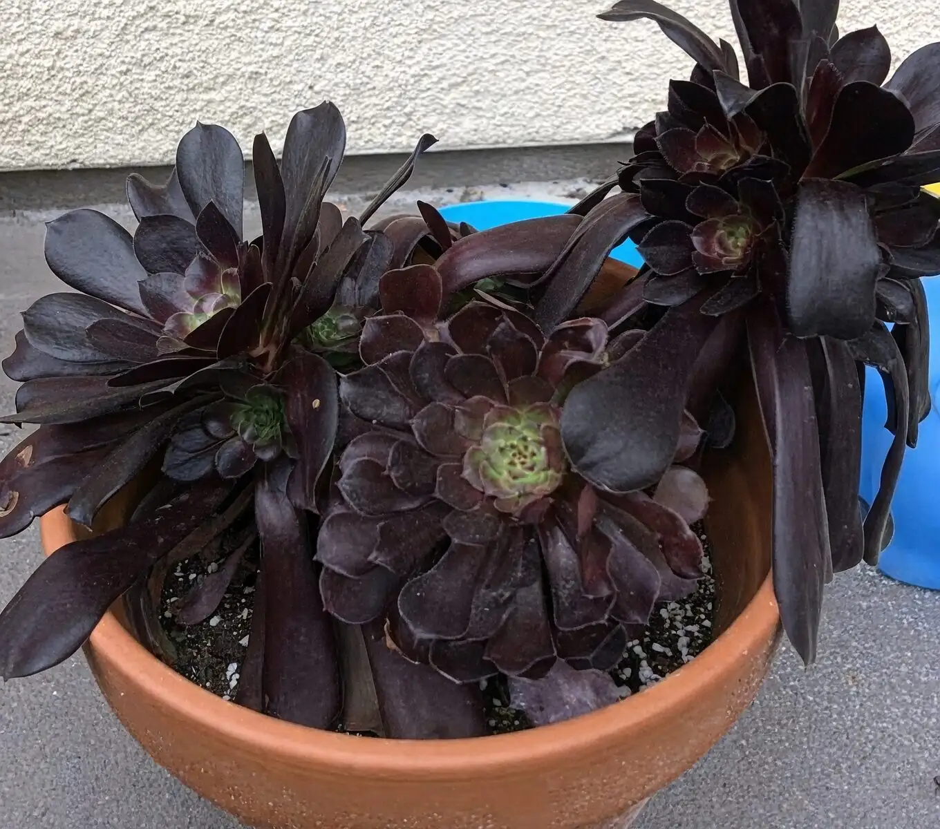 black aeonium watering indoors
