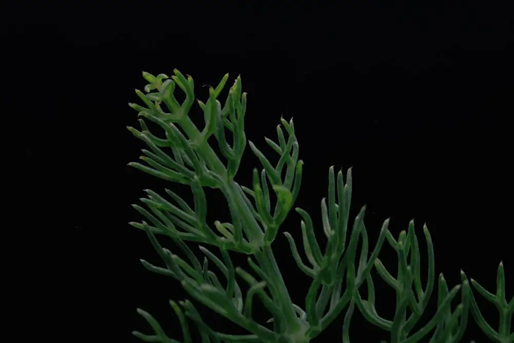 black aeonium stem cutting