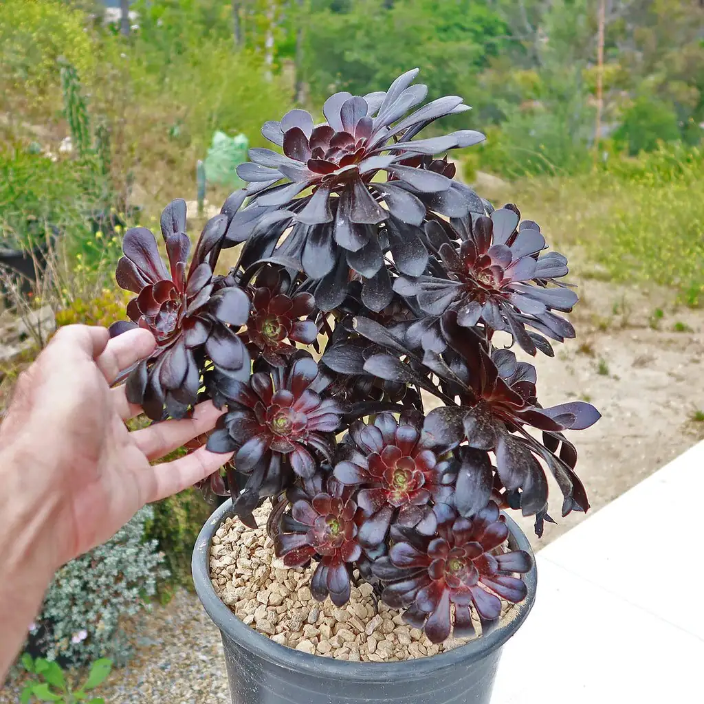 aeonium zwartkop gritty mix pot
