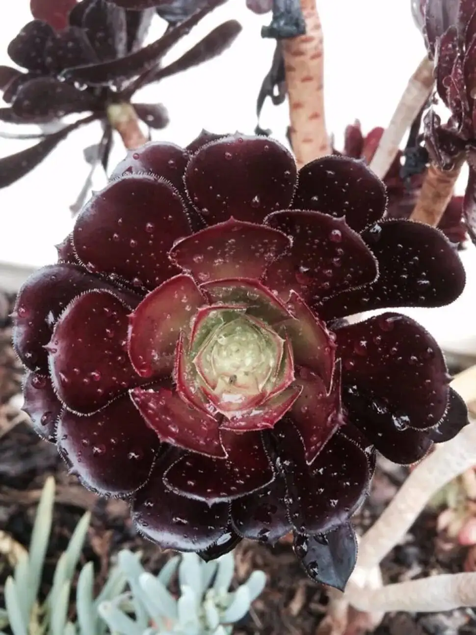 aeonium zwartkop stem cutting shears