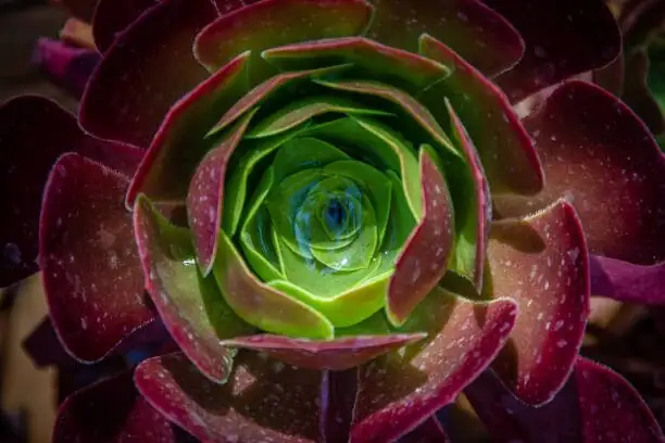 aeonium zwartkop cutting roots close-up