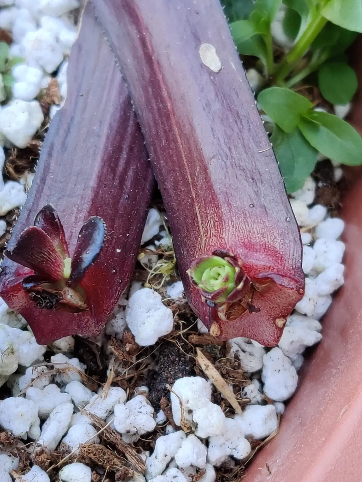 aeonium zwartkop leaf propagation tray