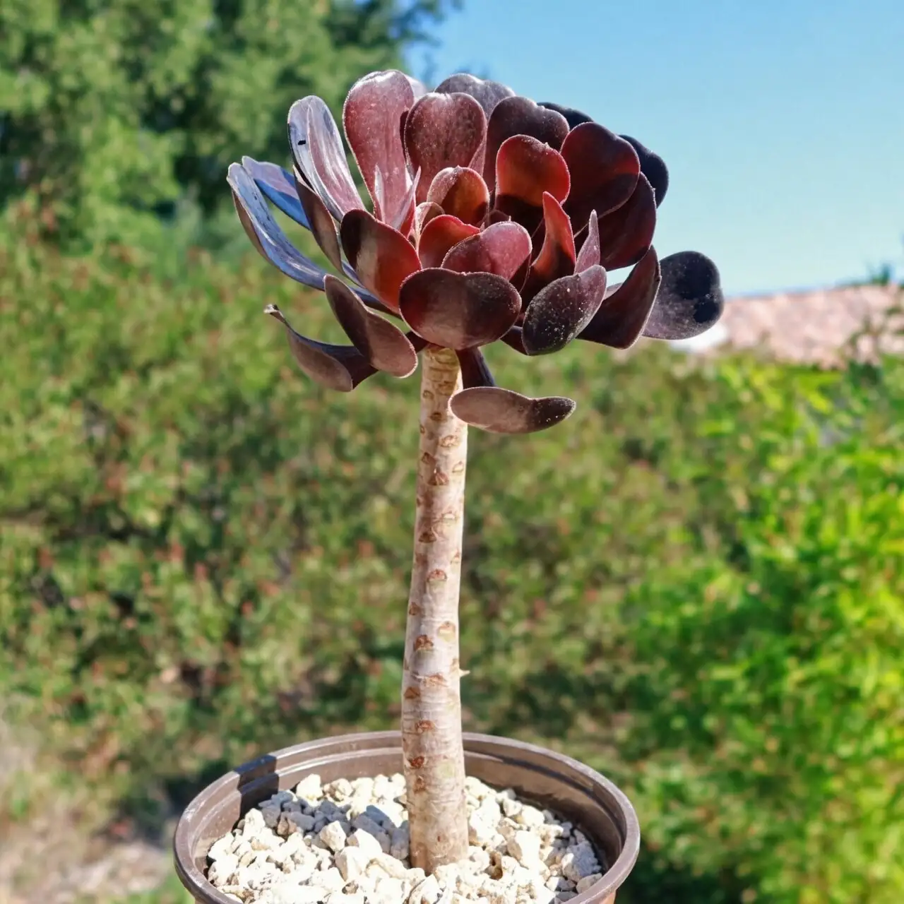aeonium zwartkop bookshelf styling
