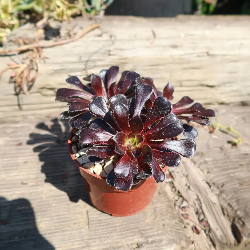 black aeonium blue echeveria planter
