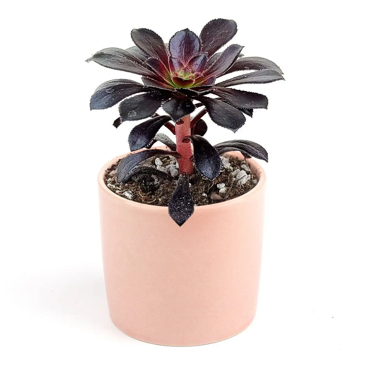 black aeonium with pink succulents