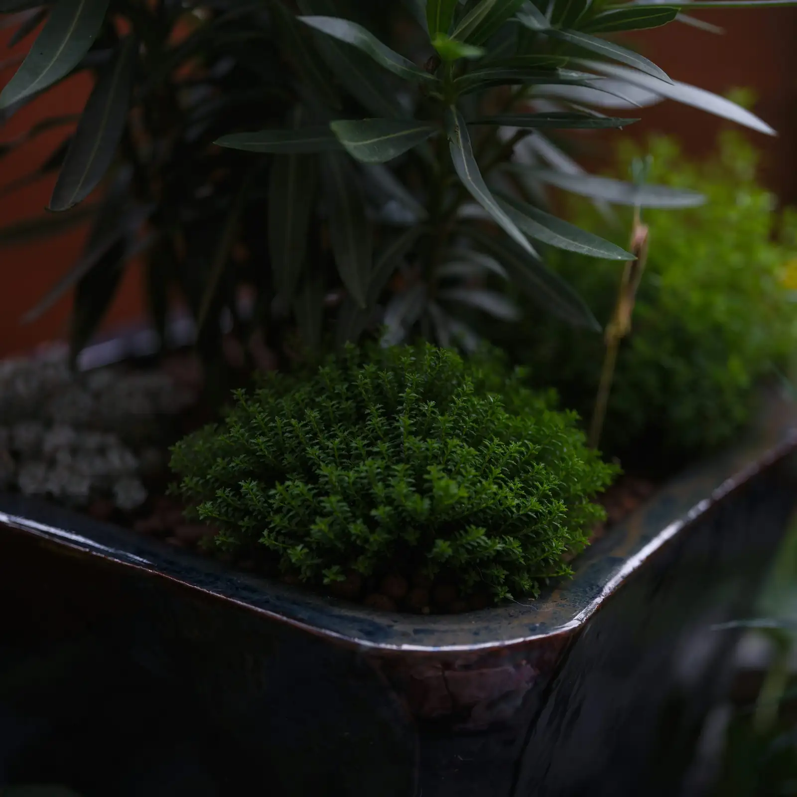 black aeonium balcony trough planter