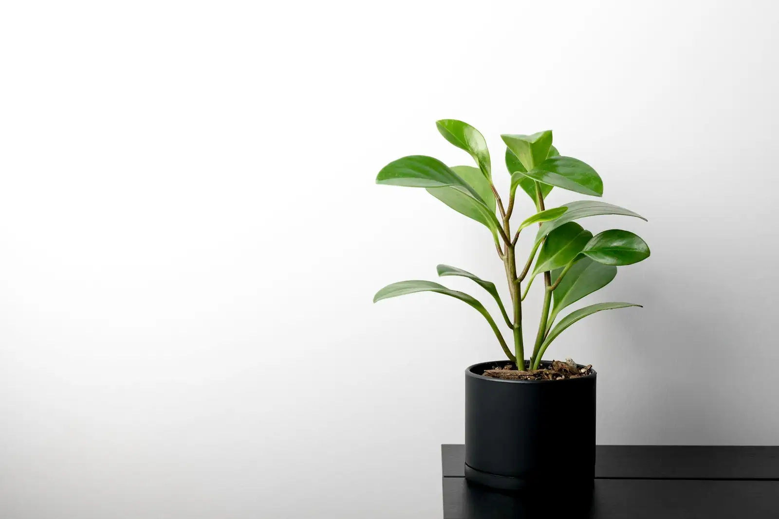 aeonium zwartkop minimalist pot