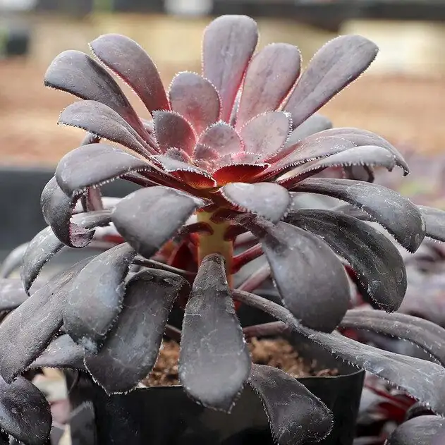 aeonium zwartkop summer dormancy rosette