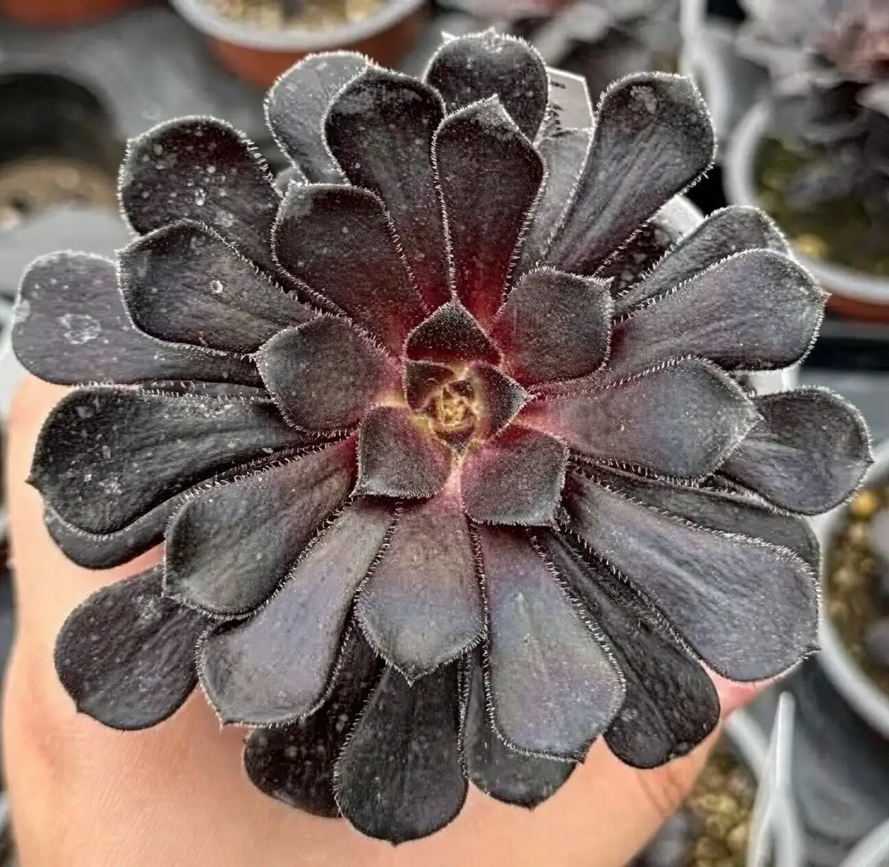 aeonium zwartkop indoor windowsill sunlight