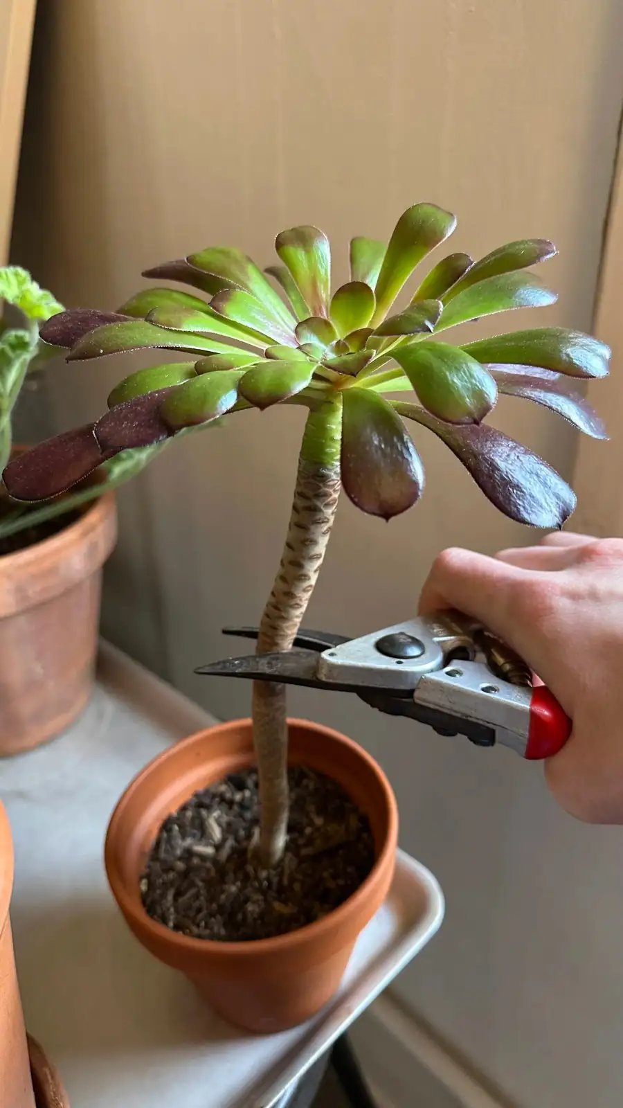 aeonium zwartkop stem cutting propagation