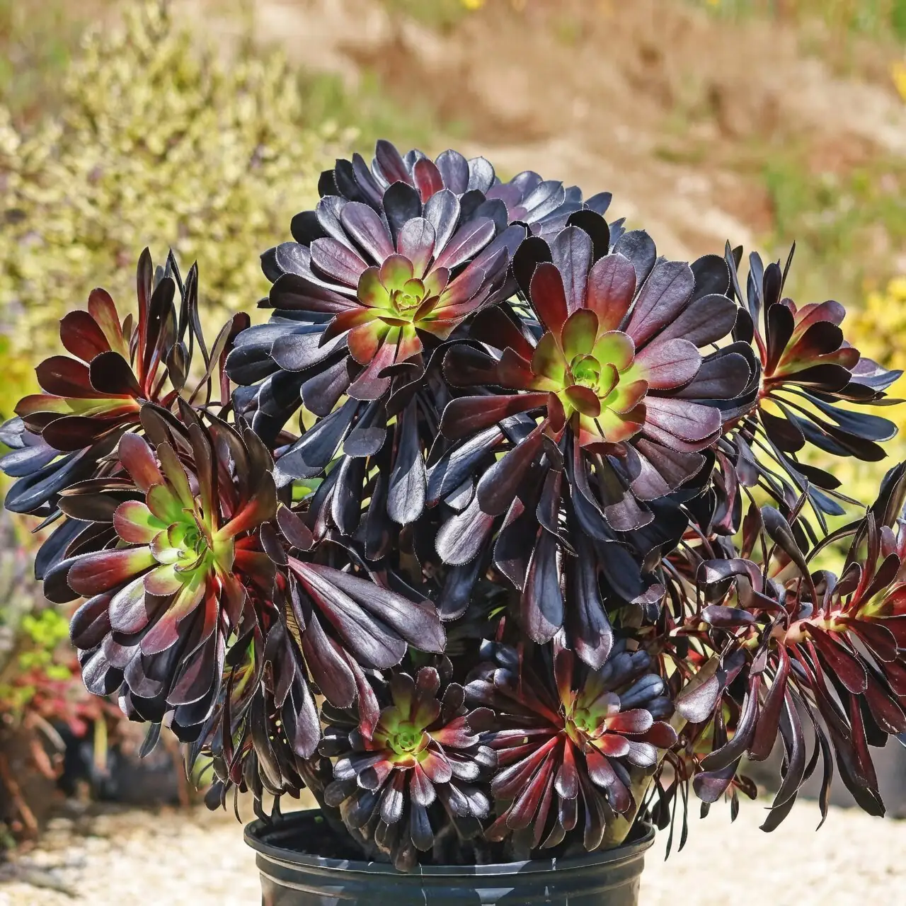 black aeonium leggy growth