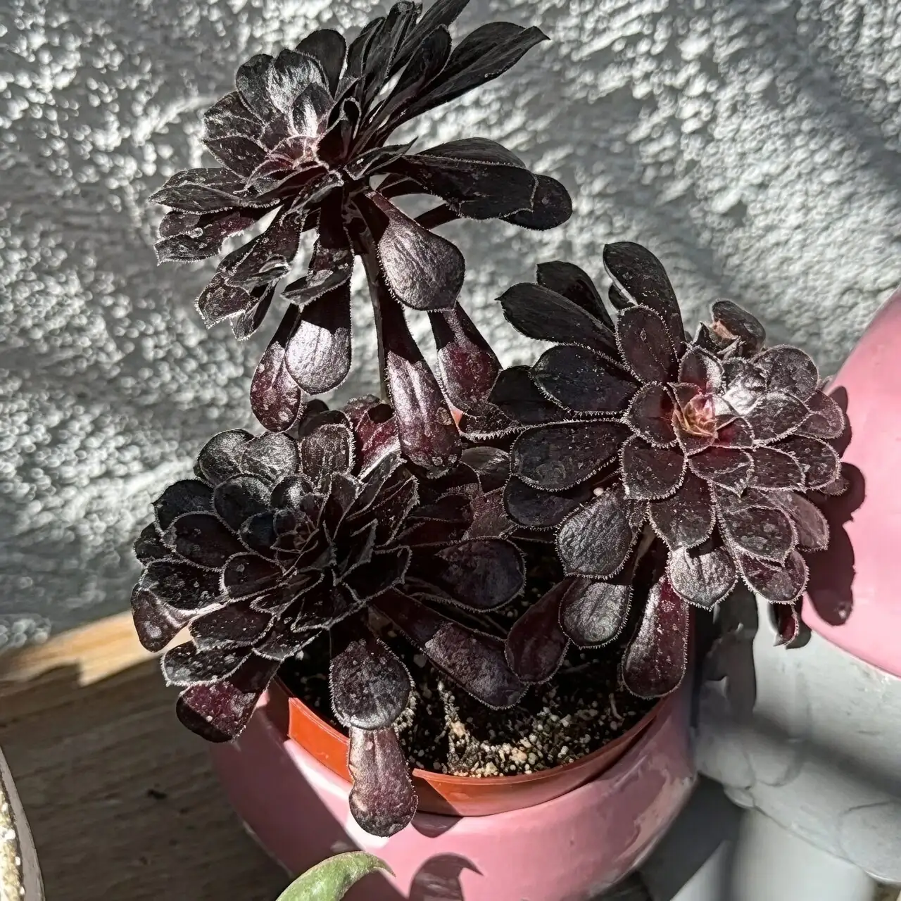 aeonium zwartkop south window light