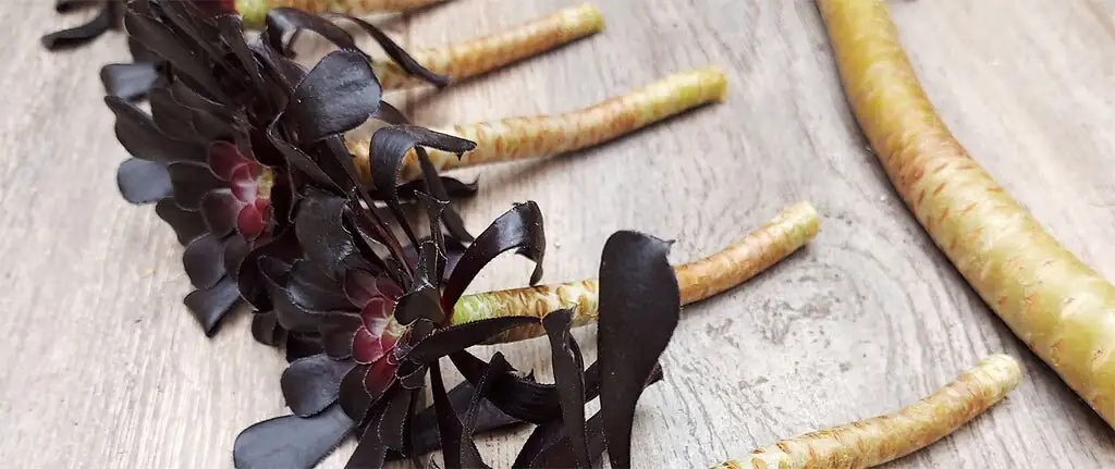 aeonium zwartkop stem cuttings