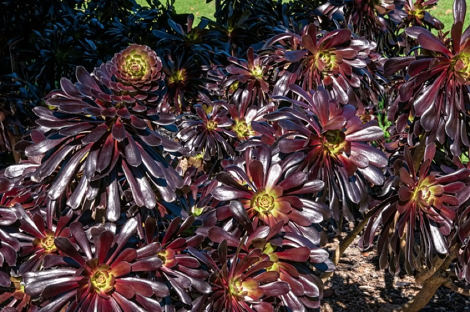 aeonium zwartkop branching shrub pot
