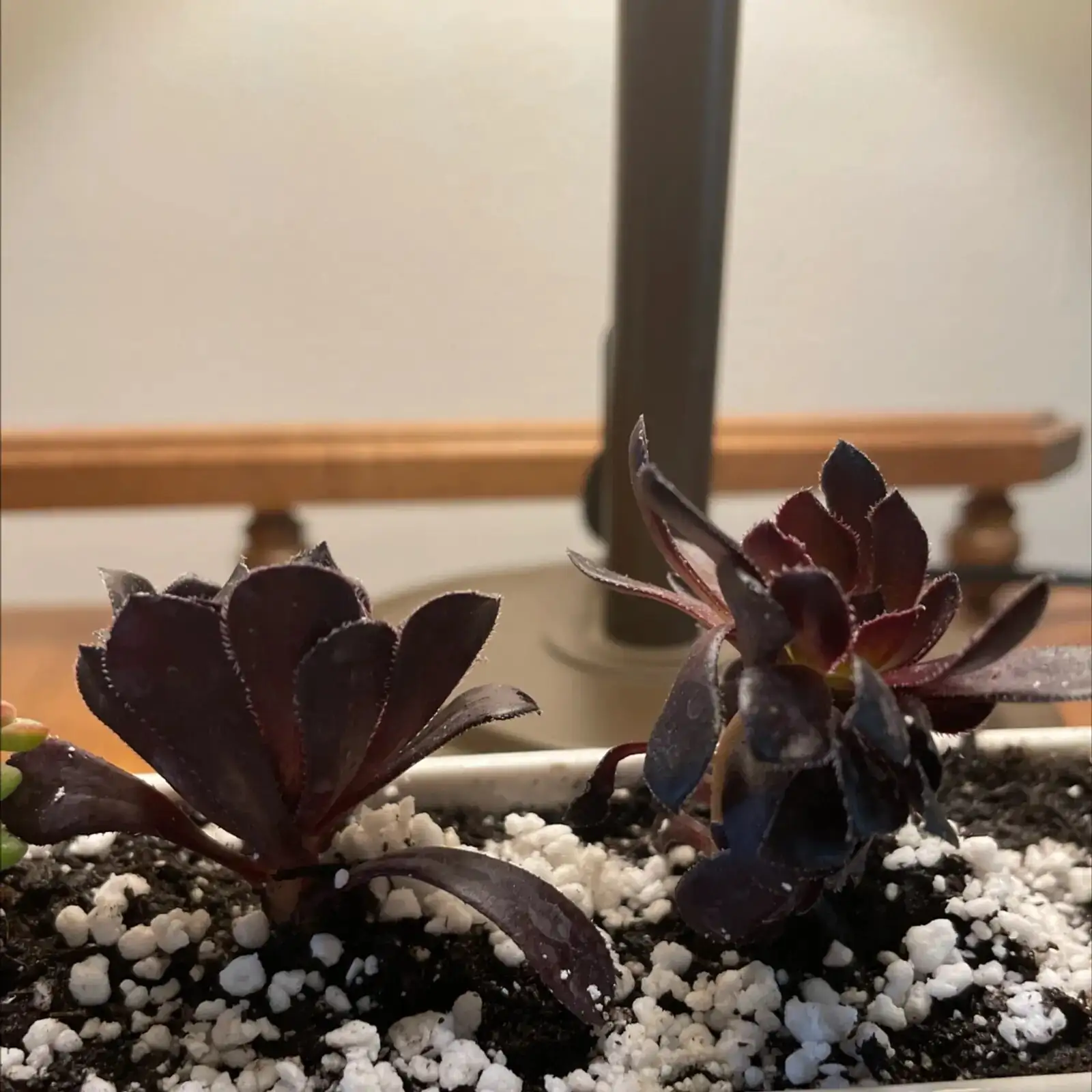 aeonium zwartkop terracotta pot gritty soil
