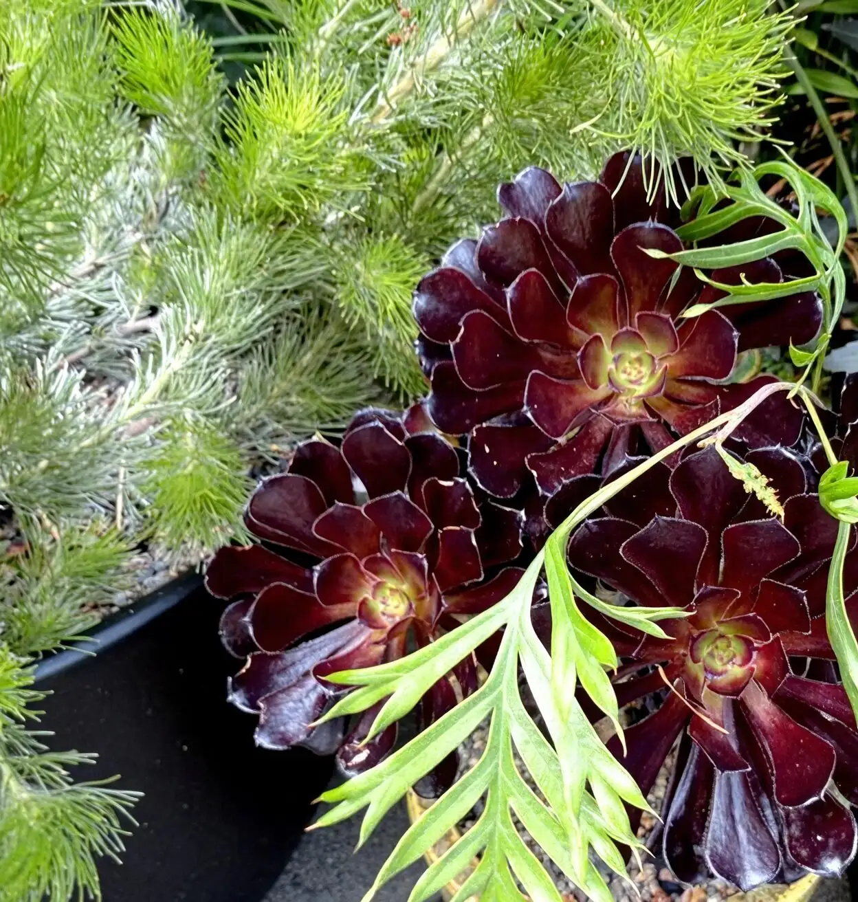 aeonium zwartkop branching rosettes