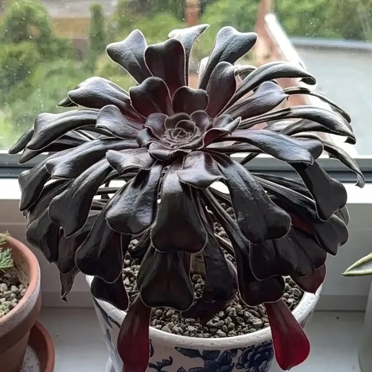 aeonium zwartkop window sunlight
