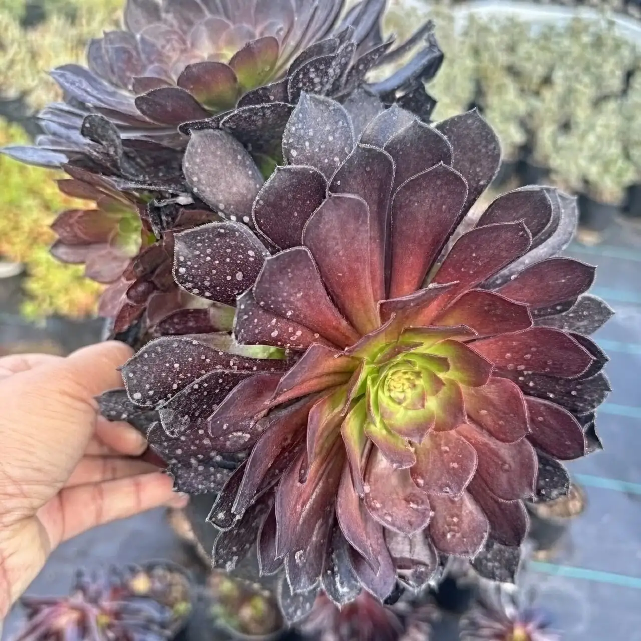 aeonium zwartkop bolting center raised