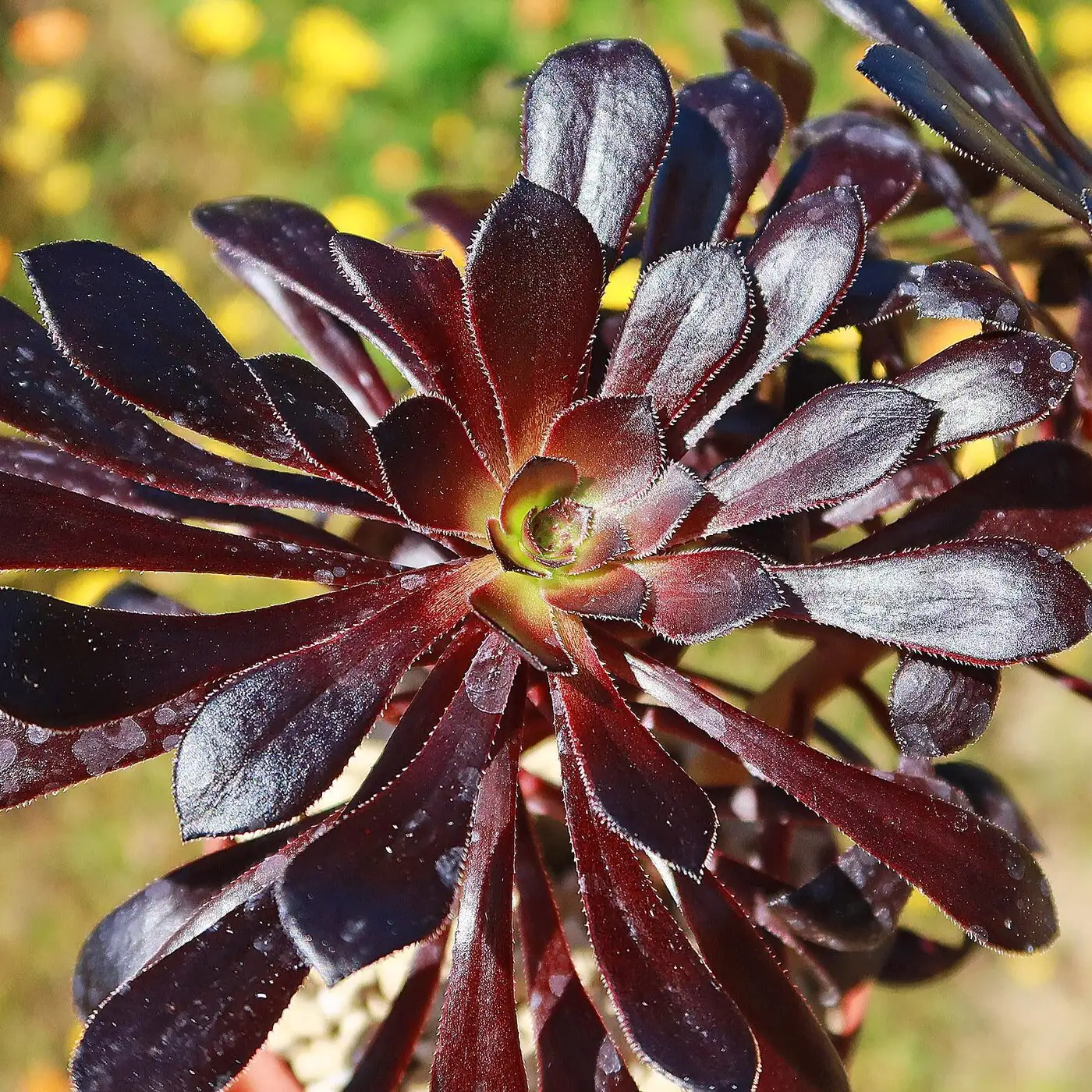 aeonium zwartkop side shoots close-up