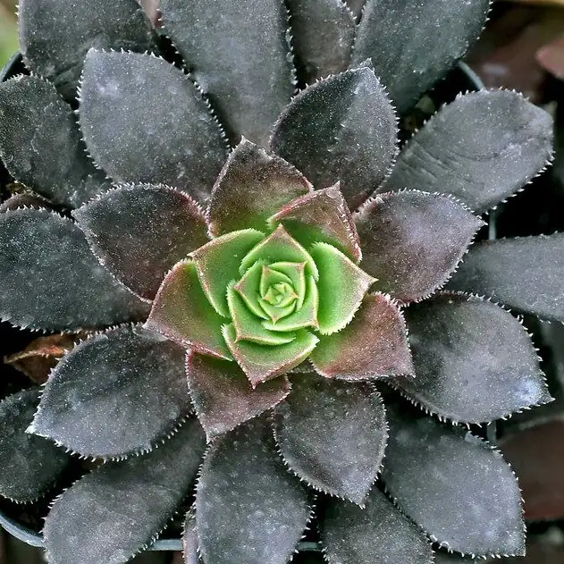 aeonium zwartkop cuttings rooting sand