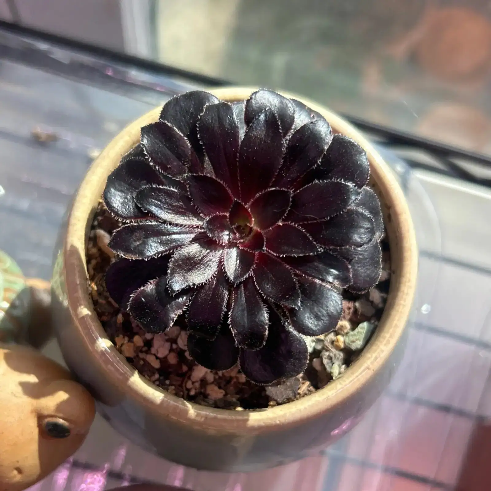 black rose aeonium east window morning sun