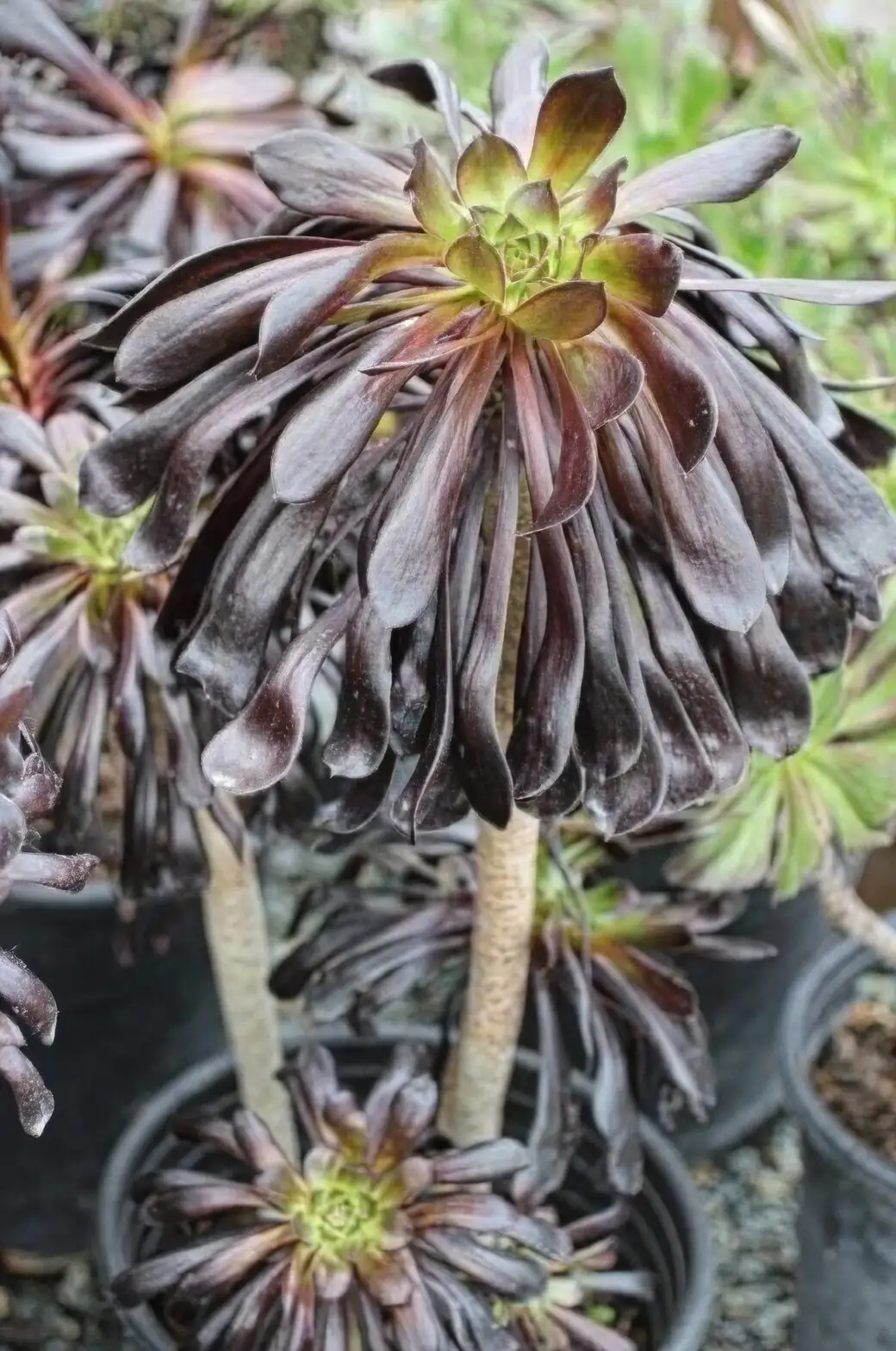 black rose aeonium shade cloth summer