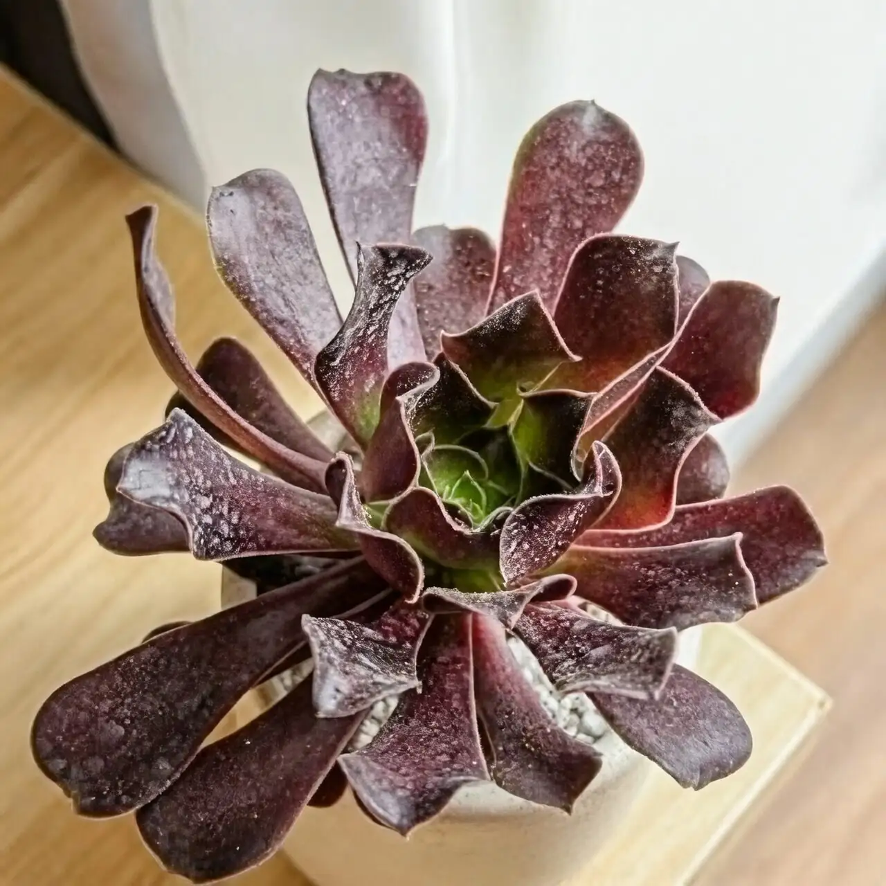 black rose aeonium terracotta well-draining soil