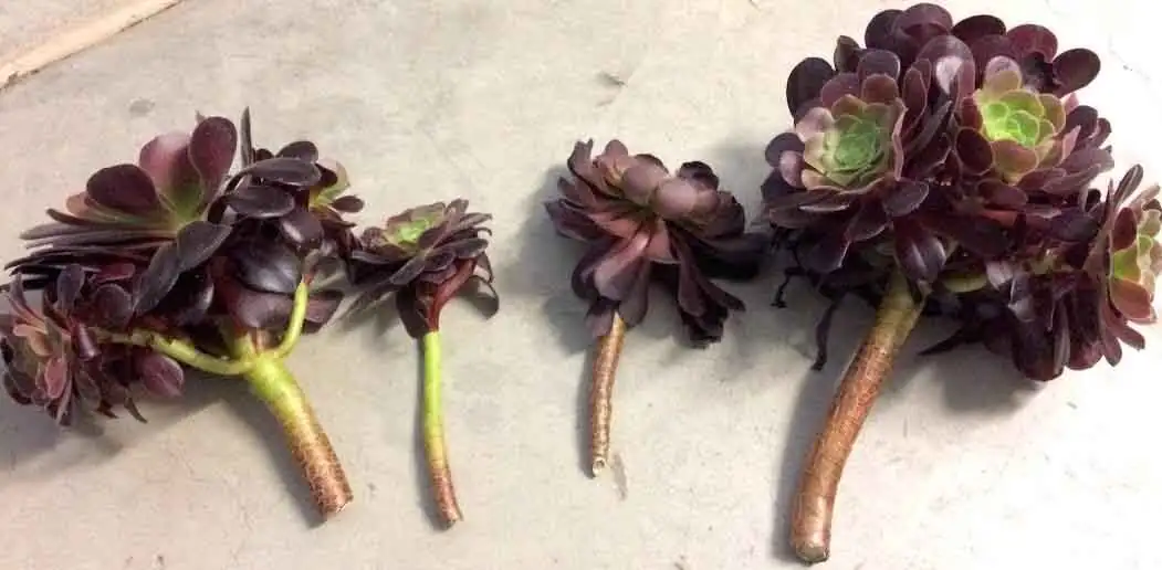 black aeonium cuttings perlite tray