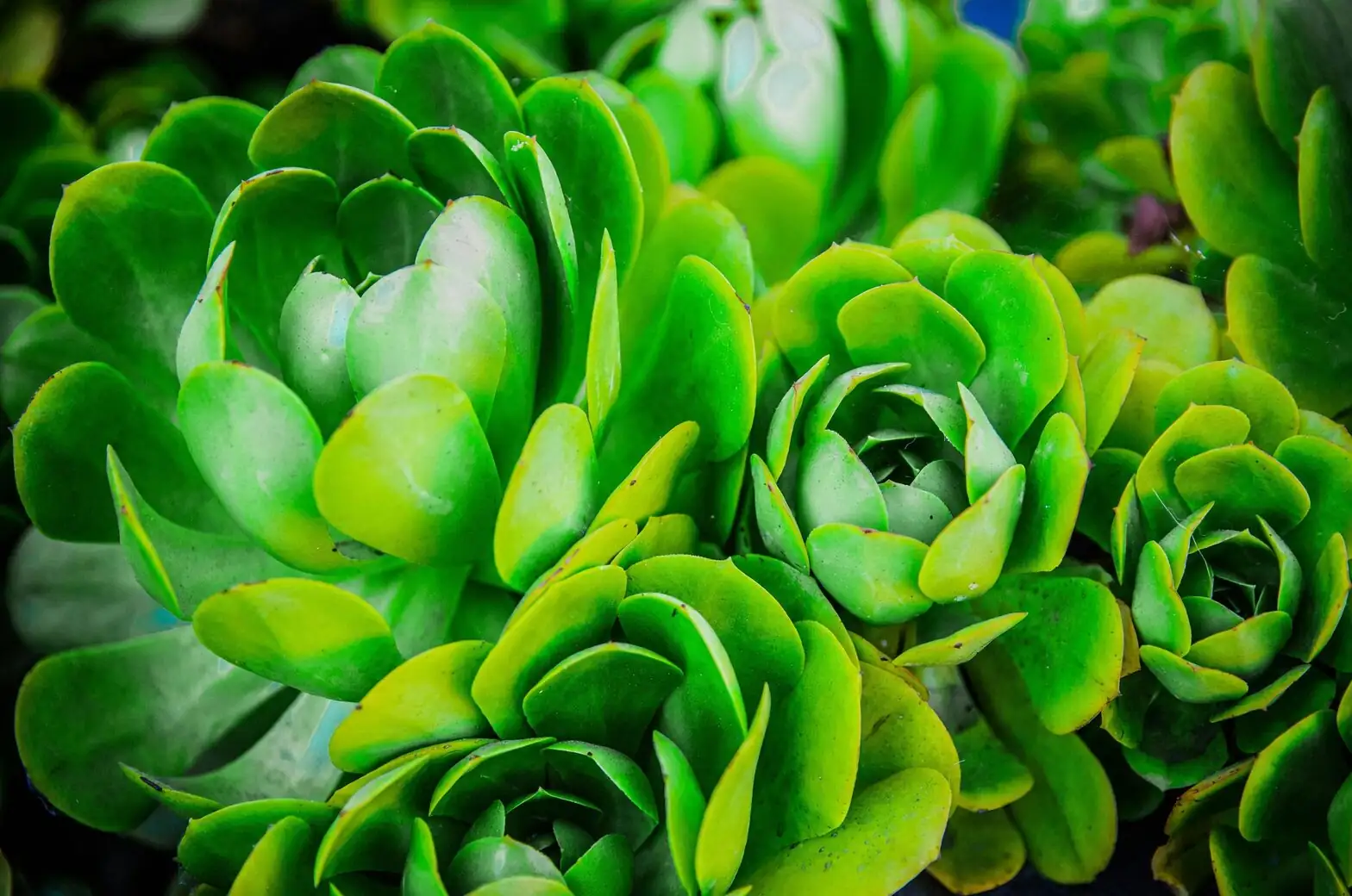 black aeonium rosette close-up