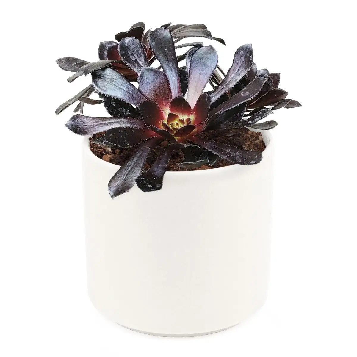 black aeonium white ceramic pot