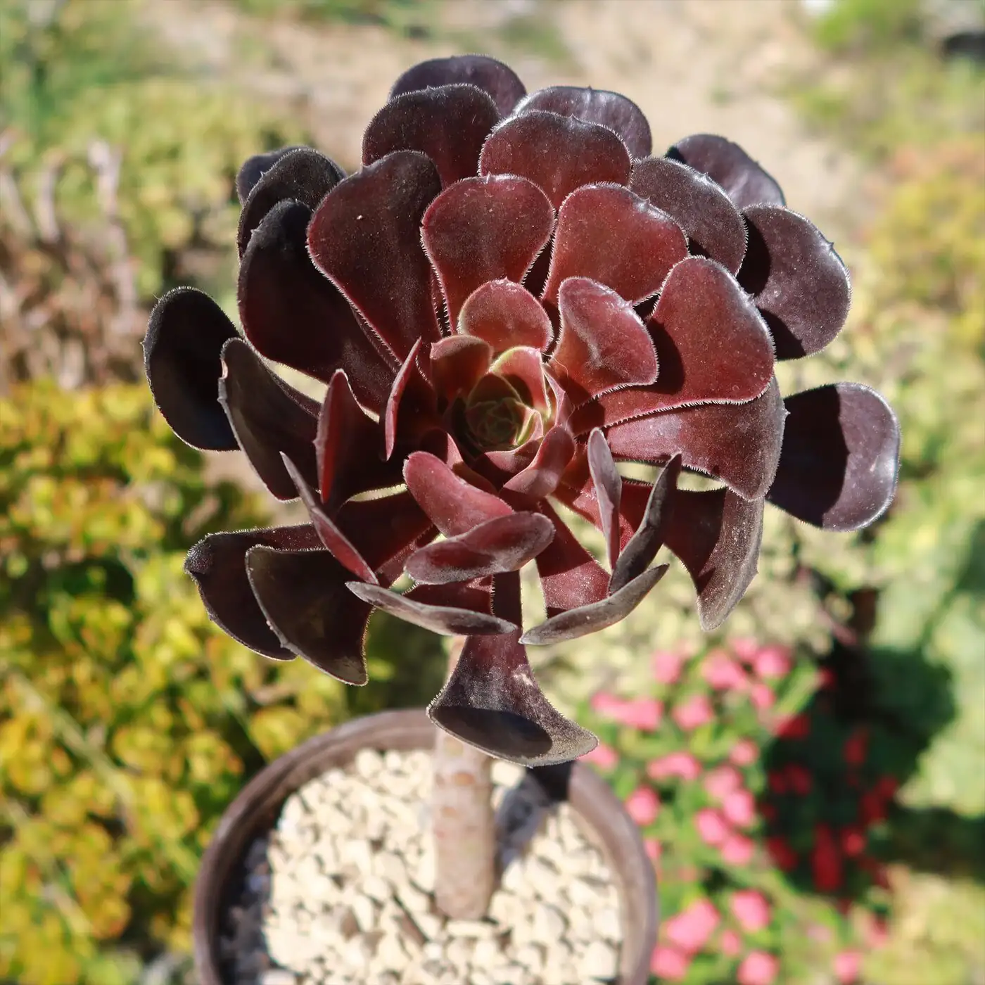 black aeonium entryway spotlight
