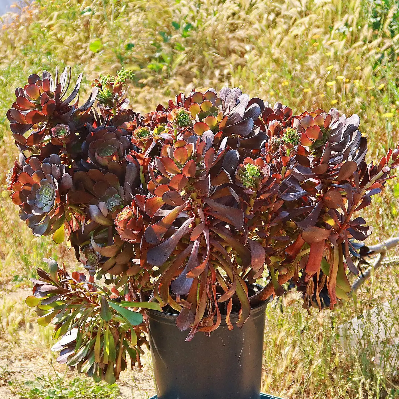 black aeonium rosette close-up
