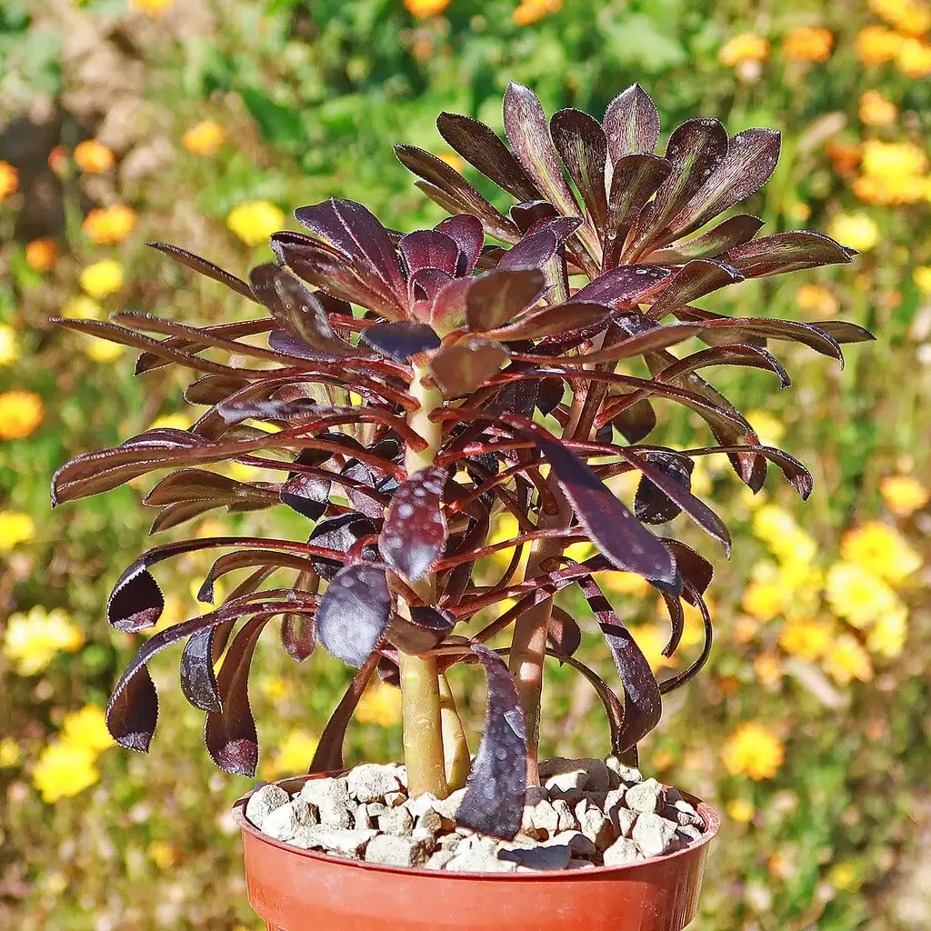 black aeonium lola burro's tail