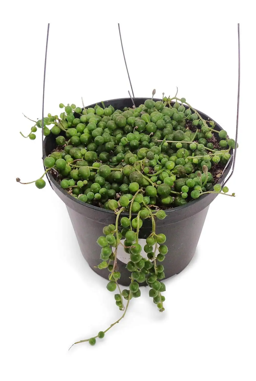 black aeonium hanging basket string of pearls