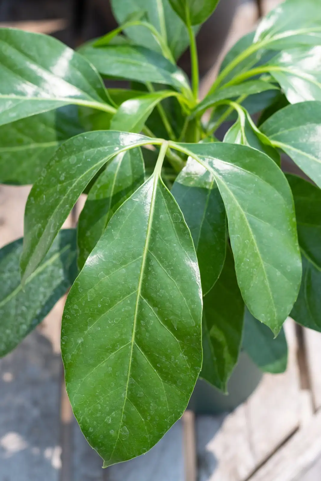 schefflera leaf close-up glossy