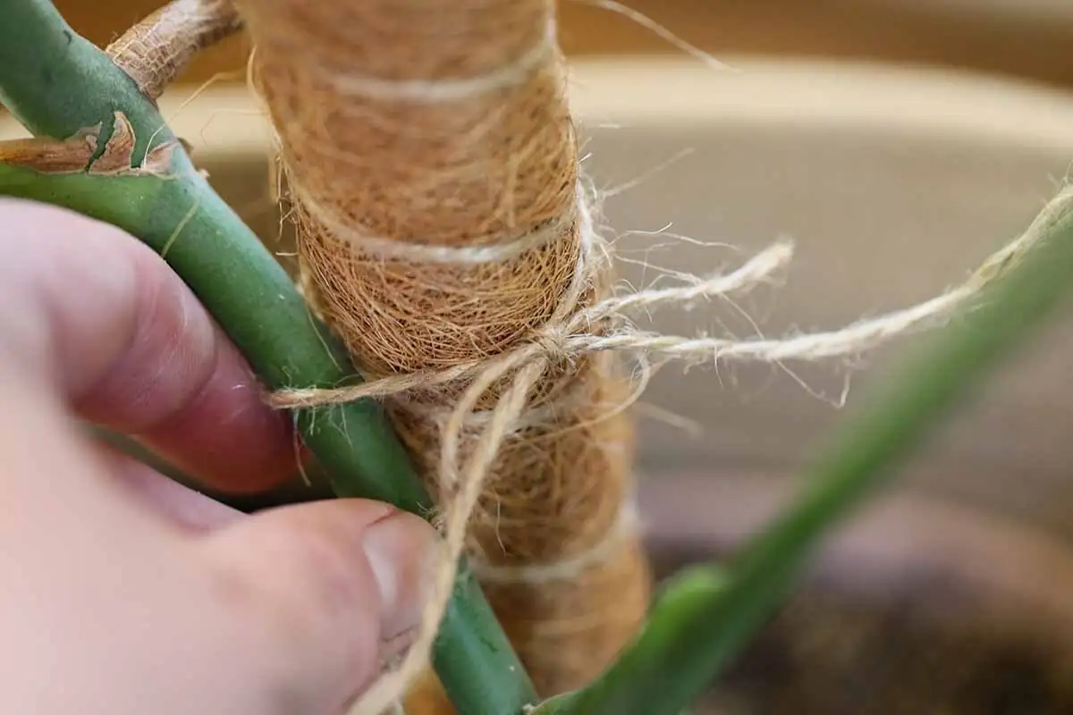 schefflera moss pole tying