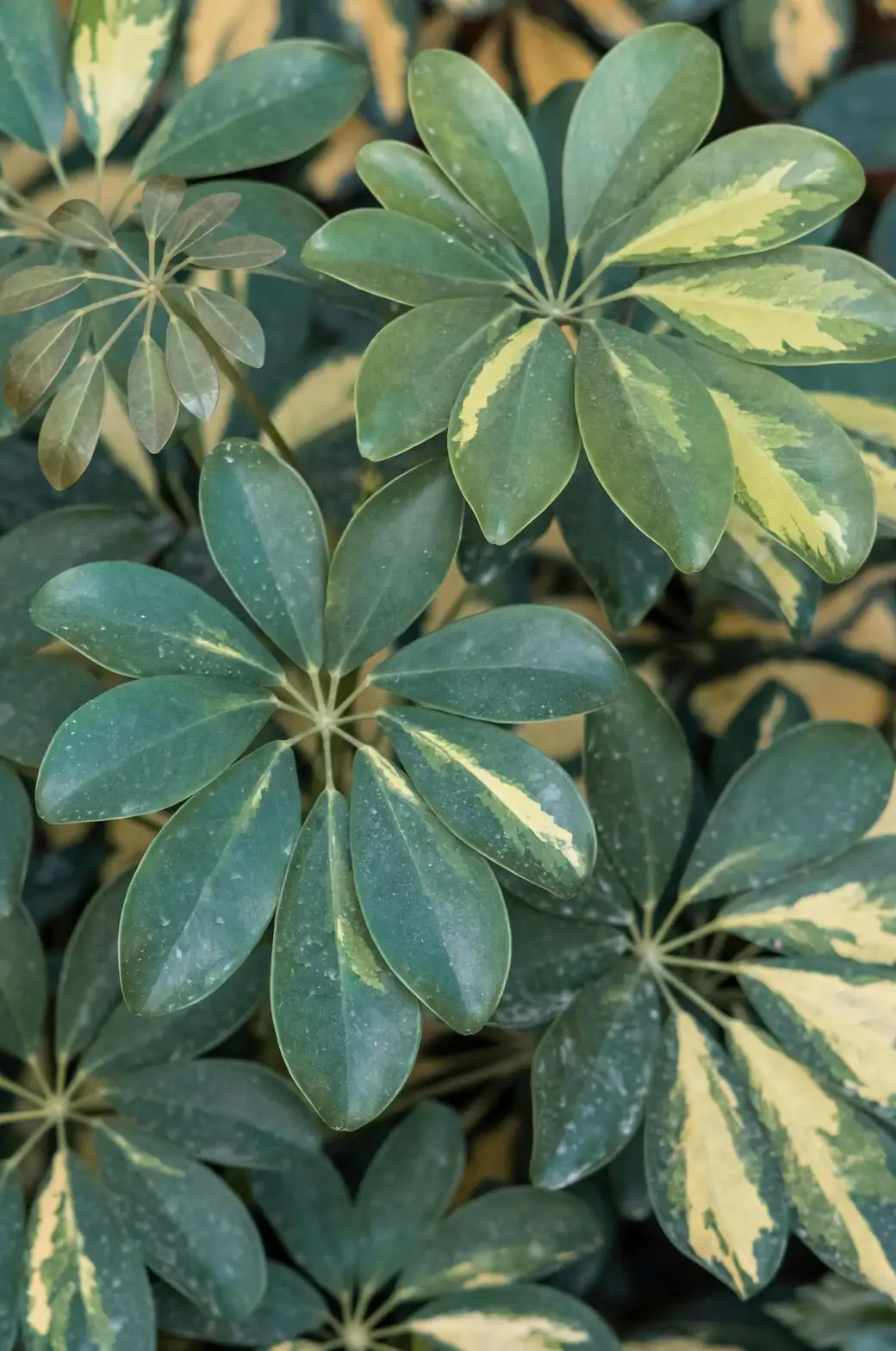 schefflera water propagation cutting
