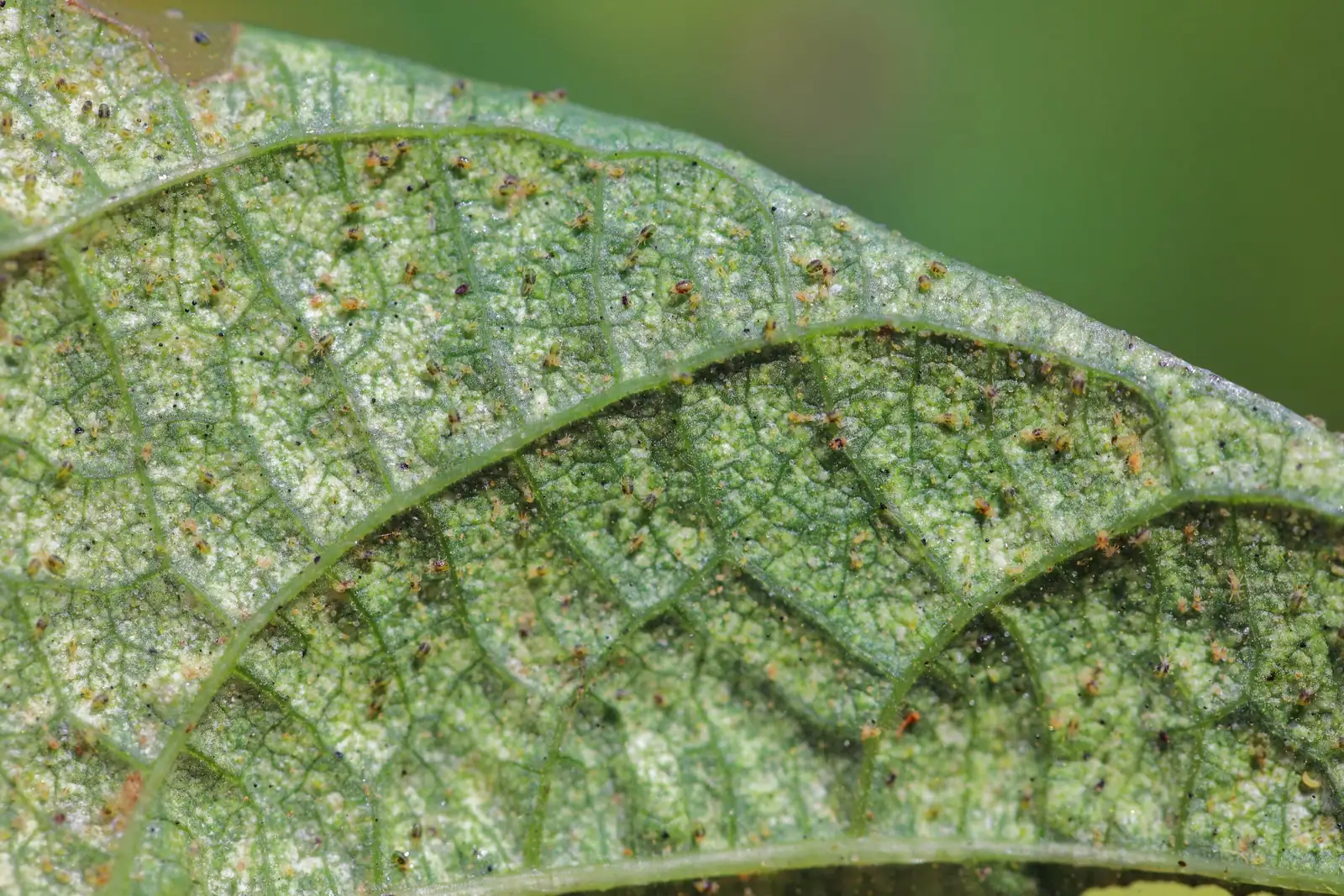 schefflera spider mite web underside