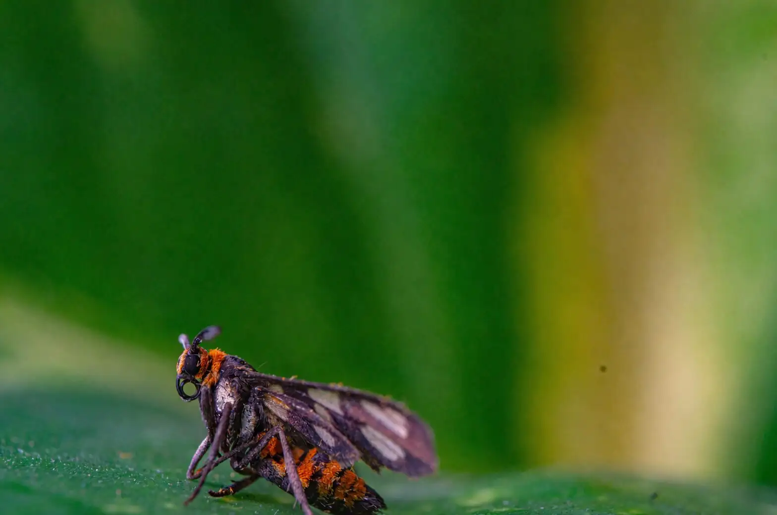 schefflera scale insect cotton swab