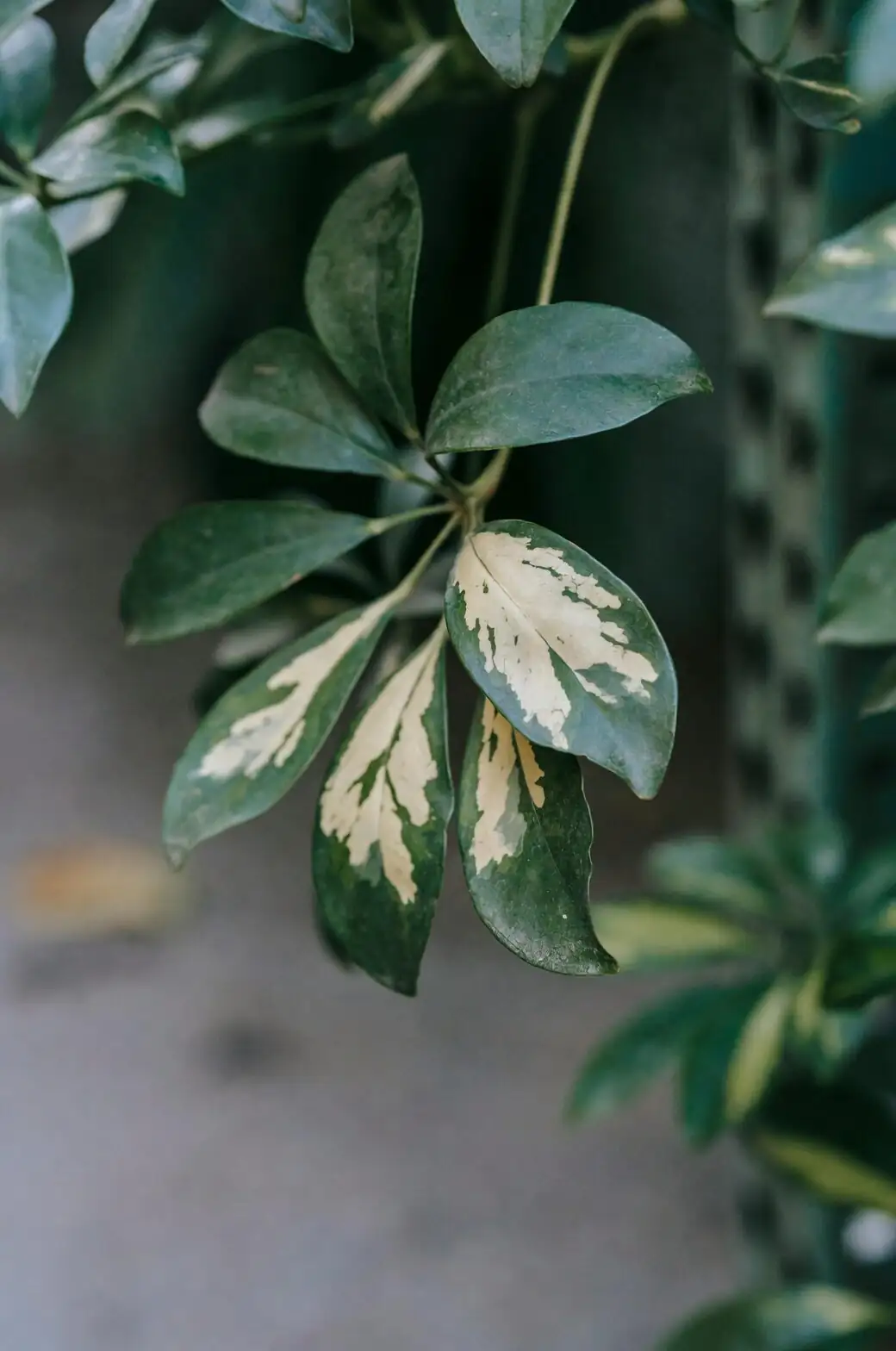 schefflera leaf underside shower spray