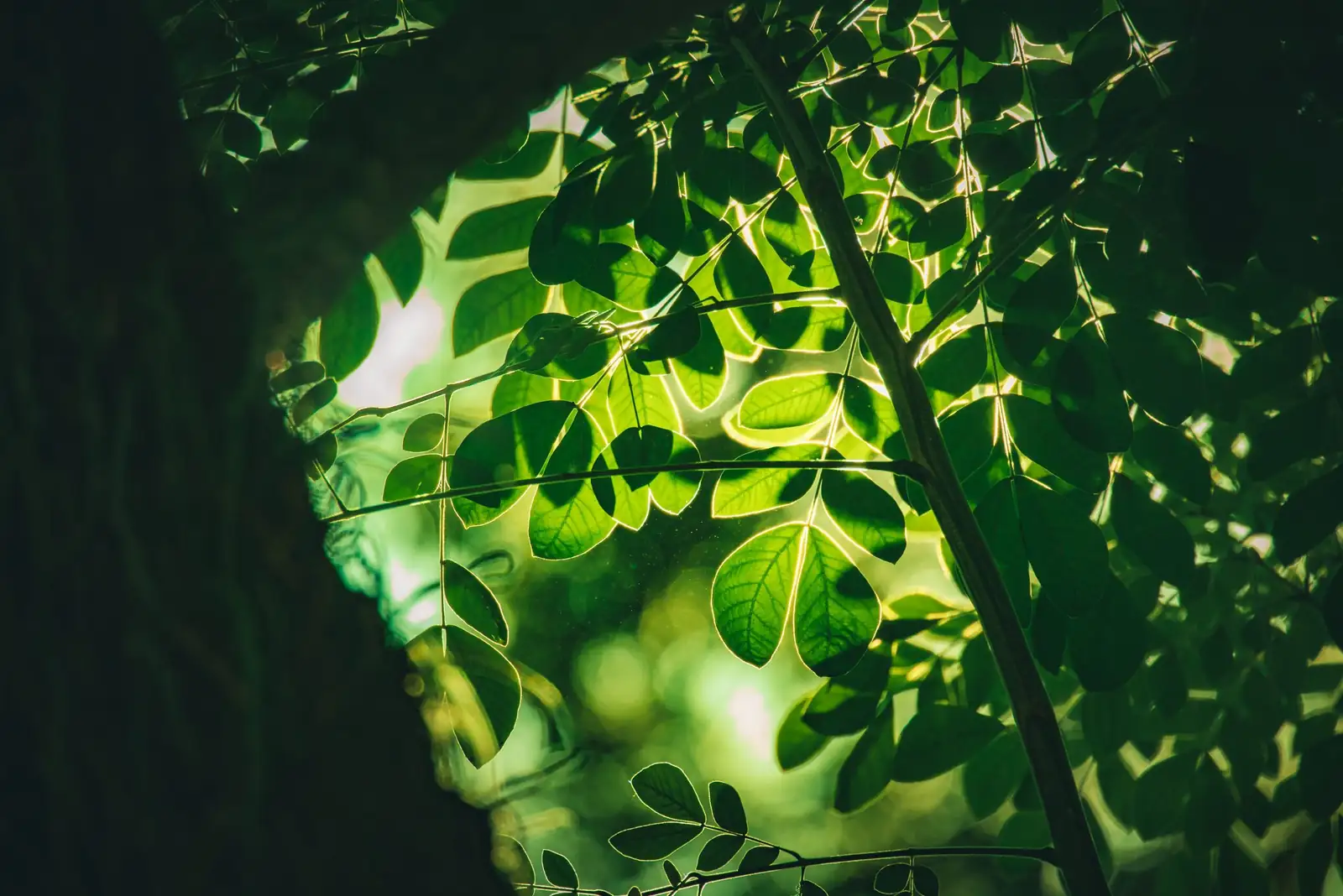 dwarf umbrella tree leaf close-up
