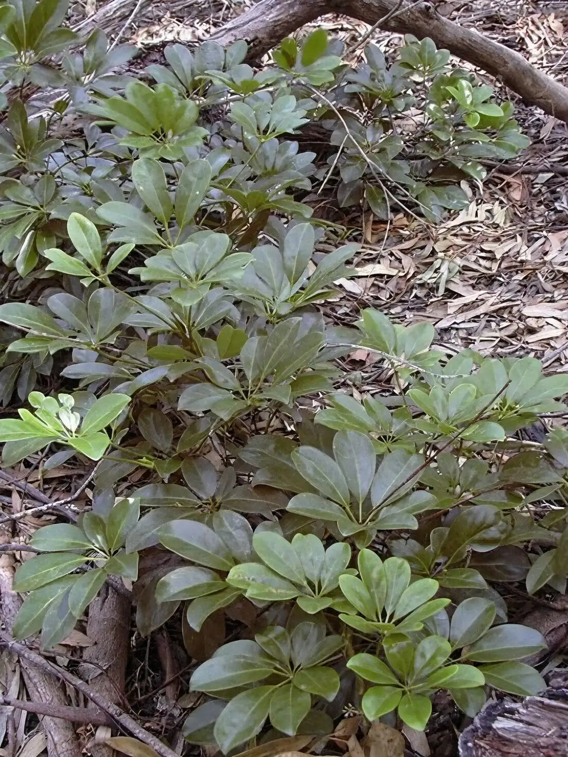 Heptapleurum arboricola forest understory