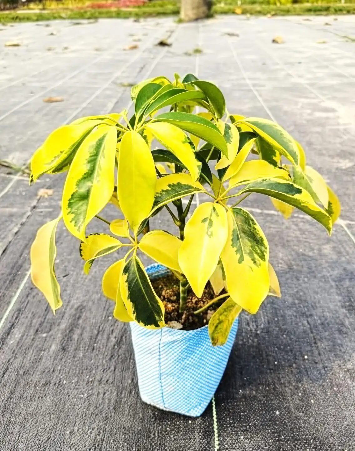Schefflera arboricola nursery label