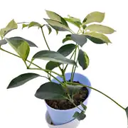 dwarf umbrella tree watering indoor